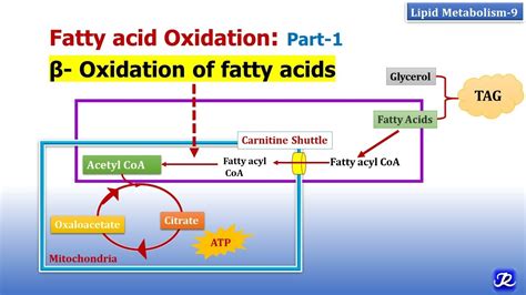 Biochemistry, Fatty Acid Oxidation .